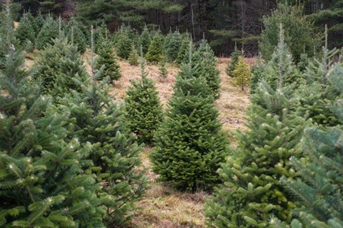Christmastreefarm numbers decline