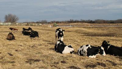 Dairy beef in pasture