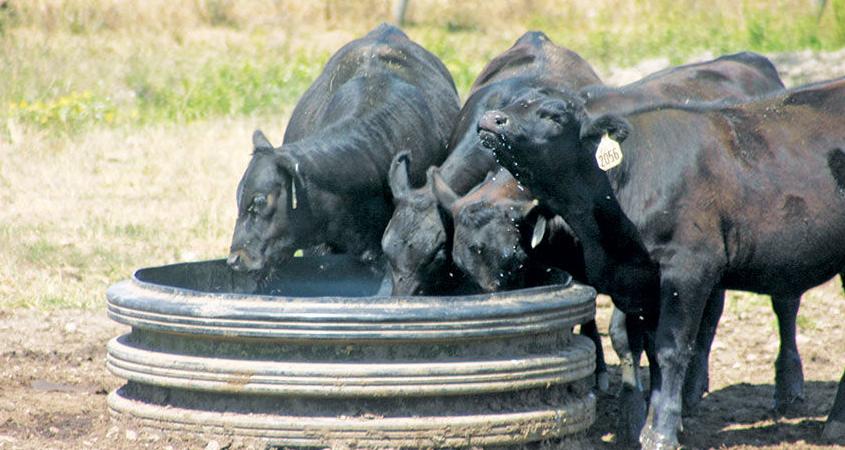 livestock drinking water