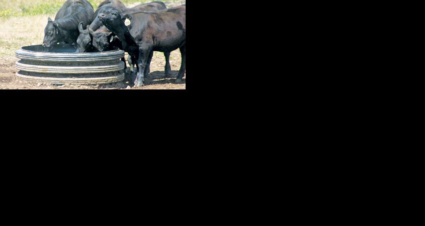 livestock drinking water