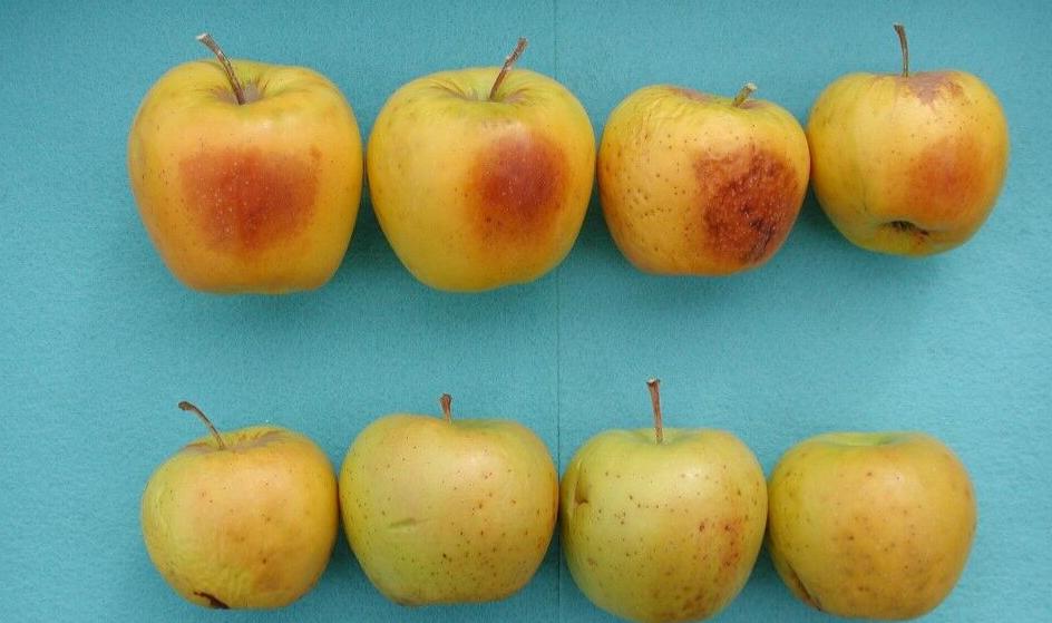 Sunburnt apples