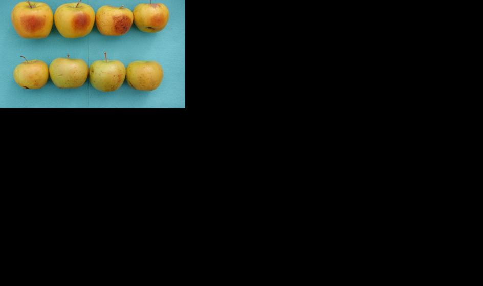 Sunburnt apples