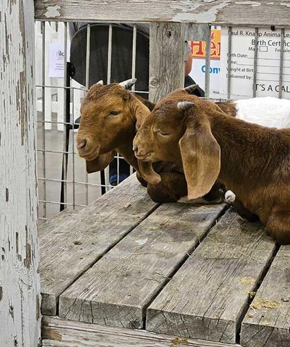goats Iowa State Fair