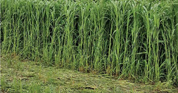 Sorghum silage as alternative to corn silage