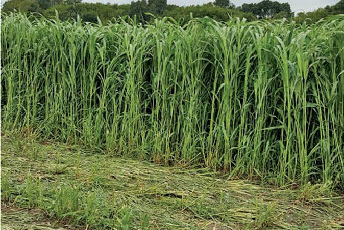 Forage sorghum