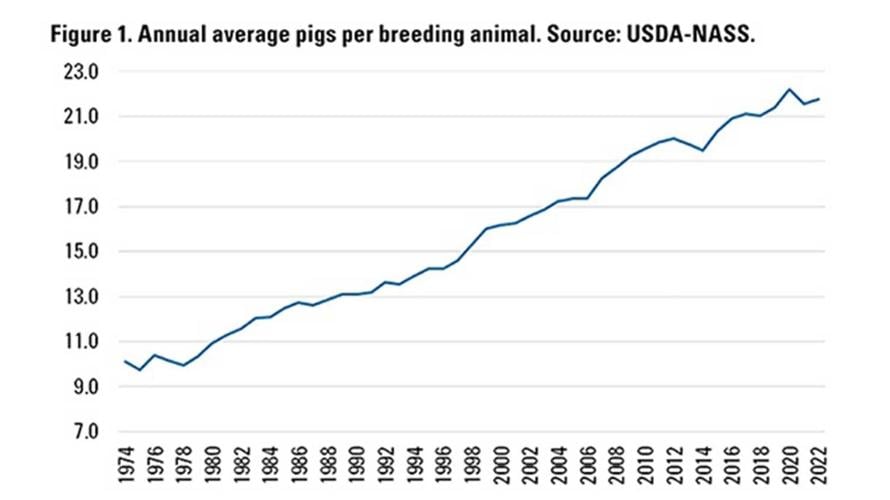 Variety of factors affect pigs per litter number