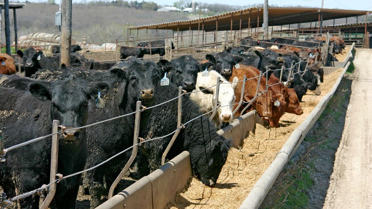 Cattle at feeder