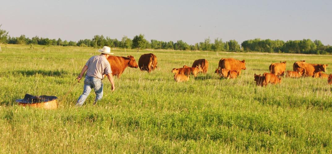 Herd moves to new area