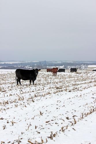 Cow Calf Bull Winter Health 1.jpeg