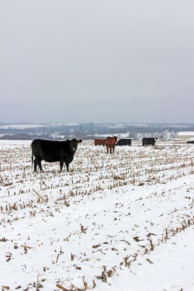 Cow Calf Bull Winter Health 1.jpeg