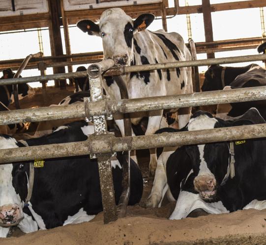 Cows on sand bedding