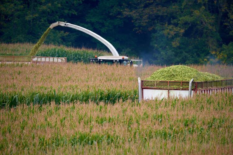 Corn being chopped