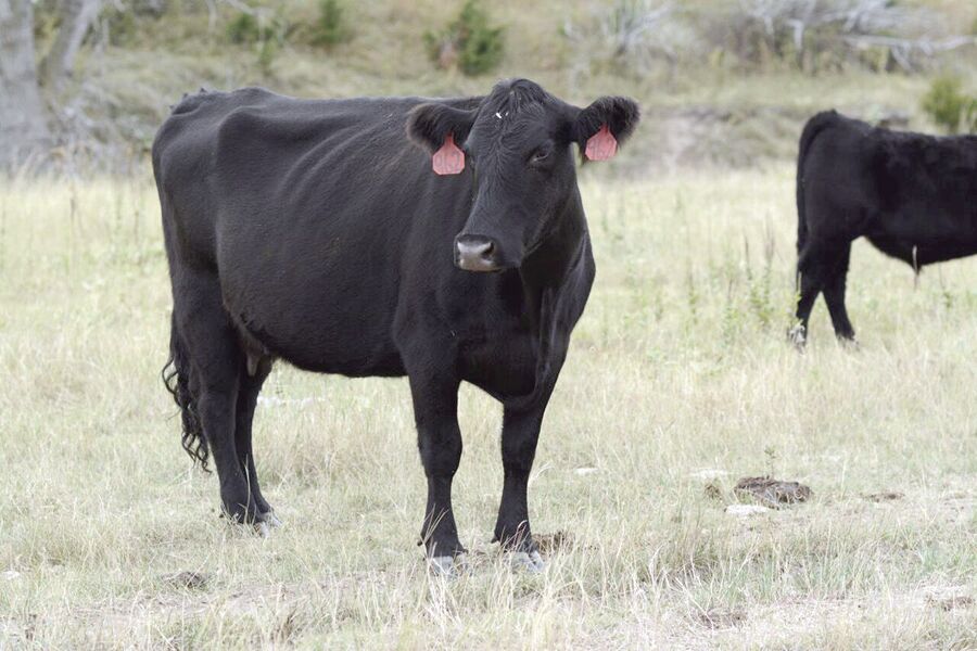 Veterinarian calls for refocus when it comes to footandmouth disease