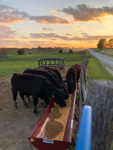 cattle at feed bunk 1