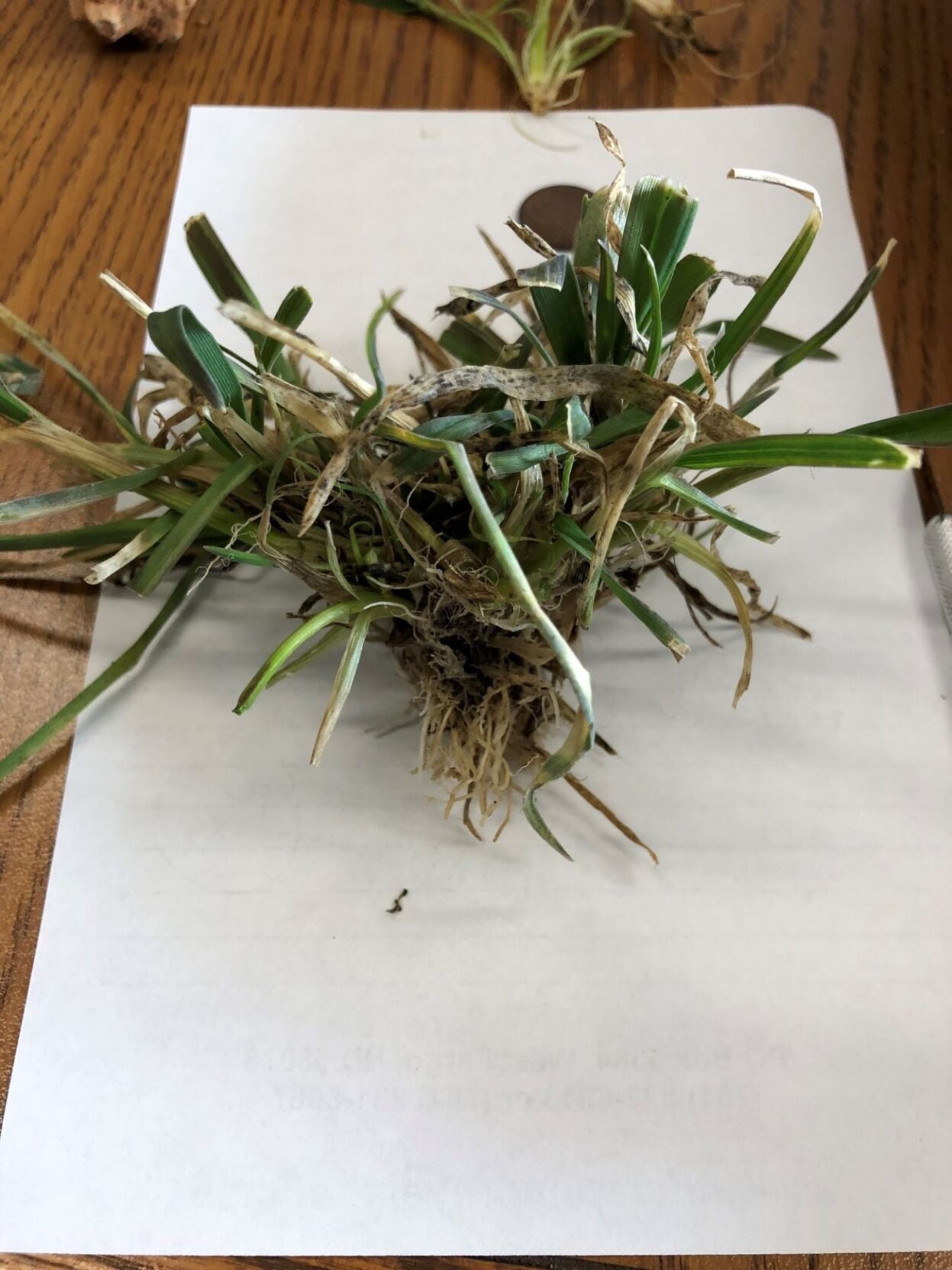 Rye sample