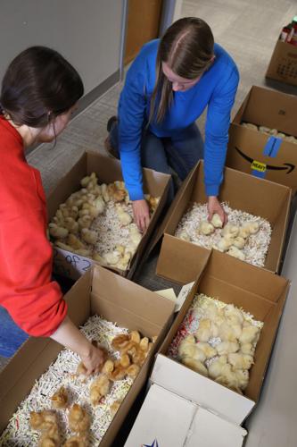 Embryology 50 years 2 Sorting chicks.jpg