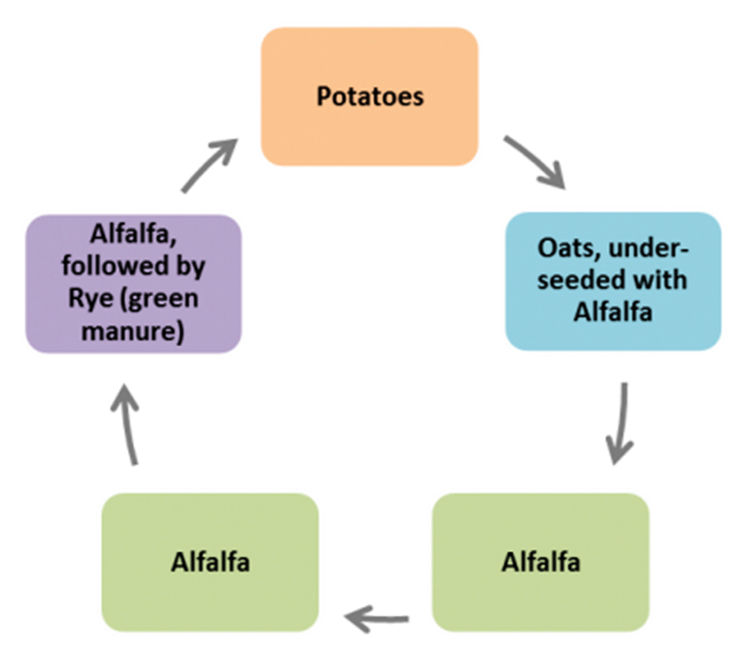 Understanding the role of forages in Upper Peninsula potato rotations