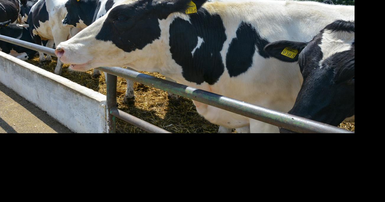 Uruguayan dairy cattle missing