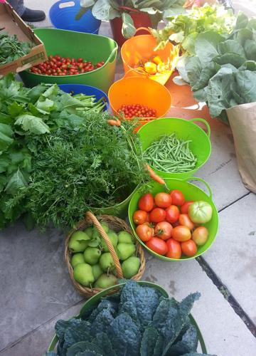 Veterans Victory Farm harvest