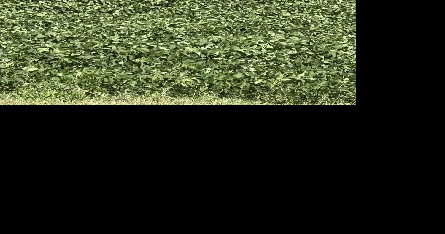 Kitzman soybeans close rows