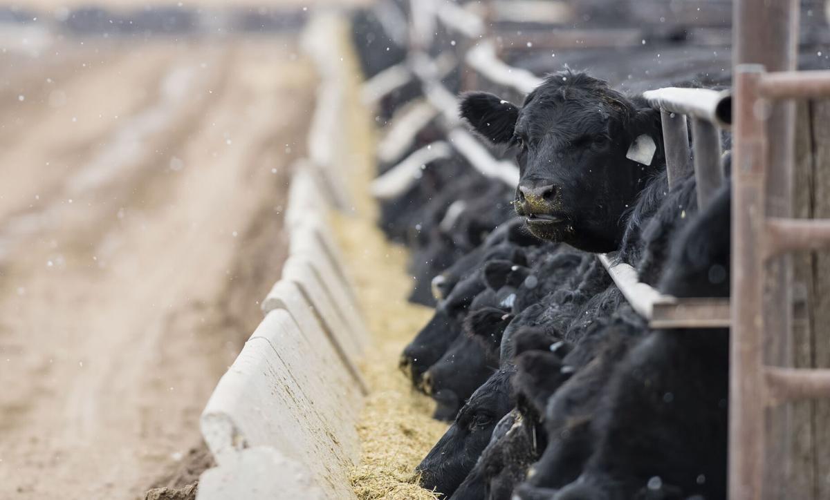Cattle