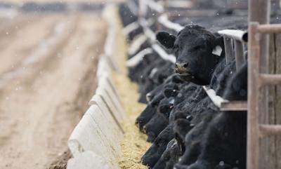 Cattle