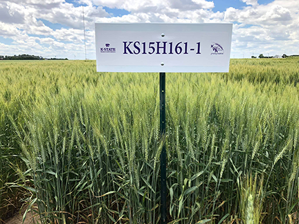 K-State releases three new wheat varieties