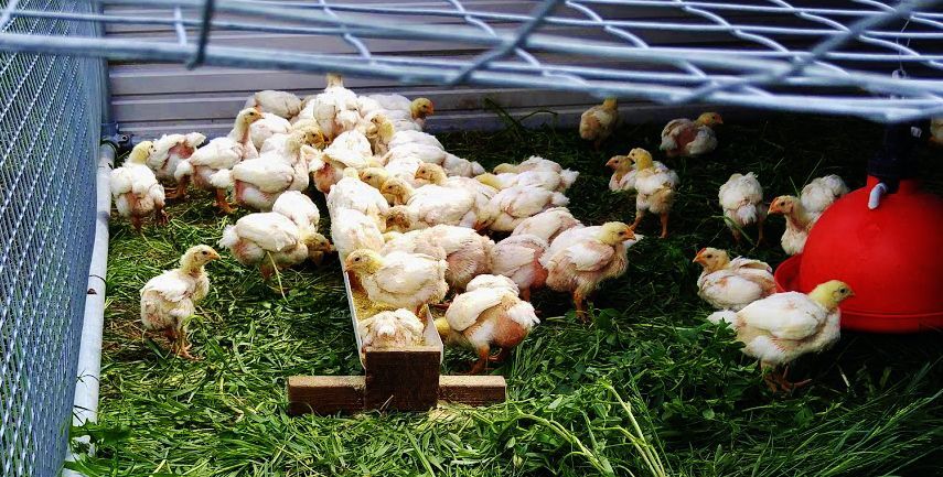 Chickens on pasture at Riemer Family Farm
