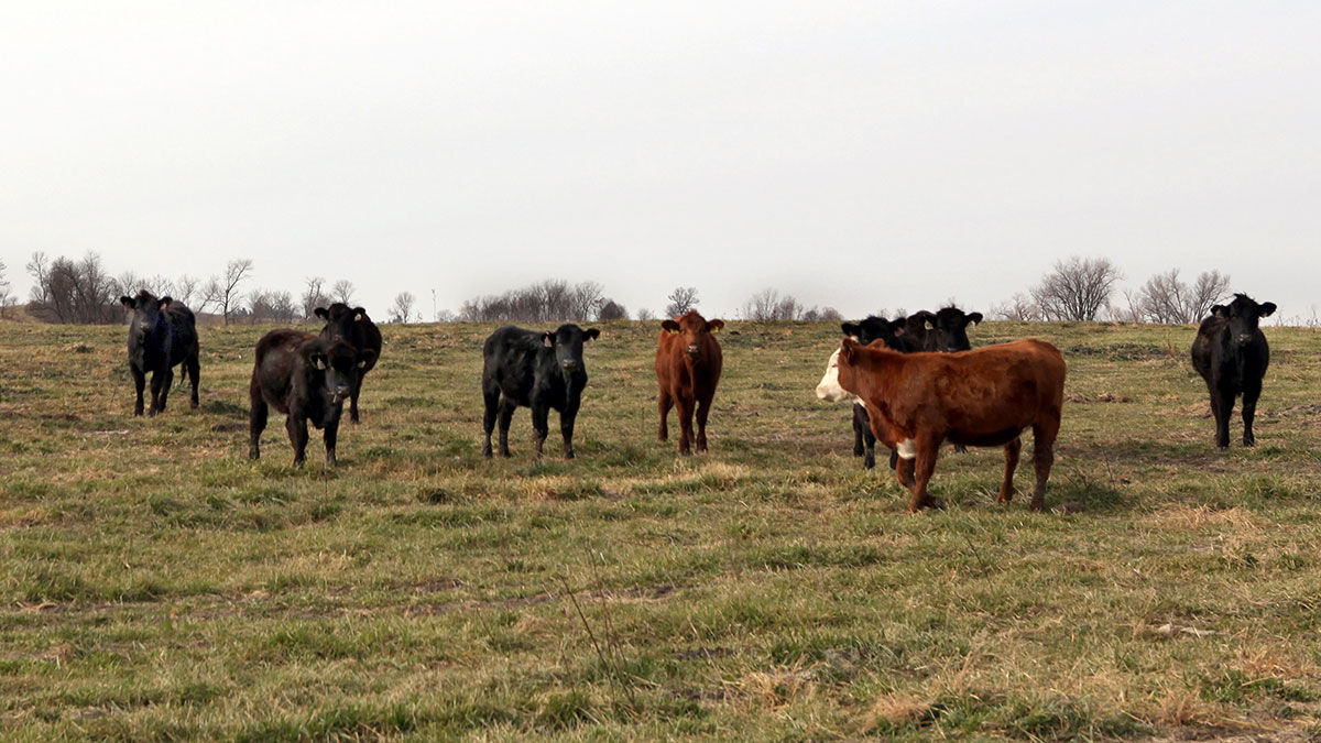 Cattle on pasture