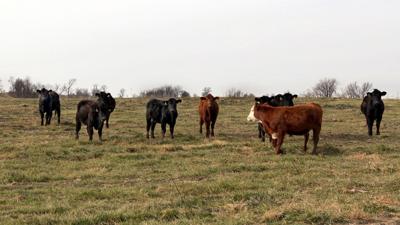 Cattle on pasture