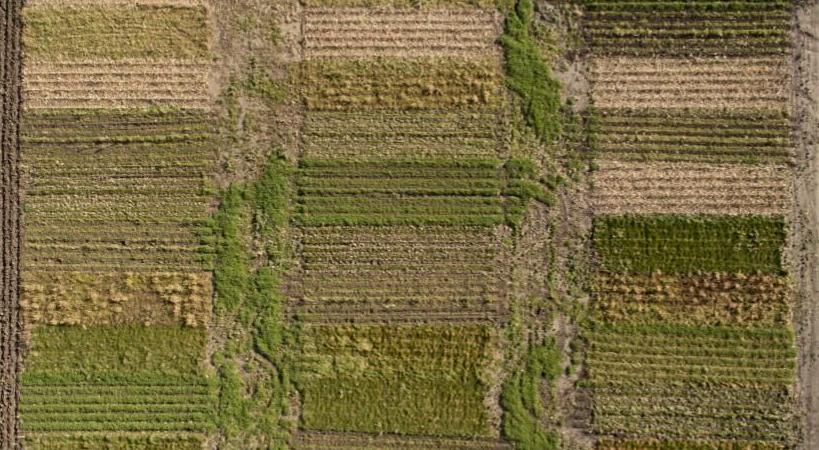 Aerial of field