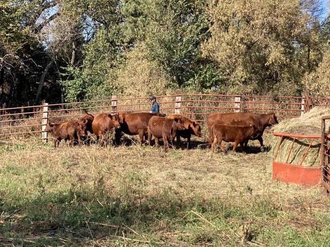 Jesse with family of cows