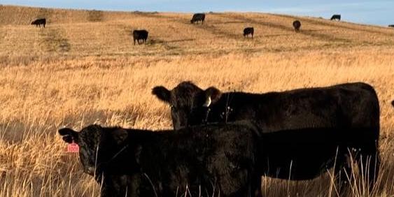 Lautenschlager cows grazing