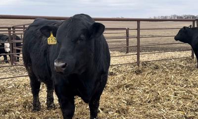 new bull