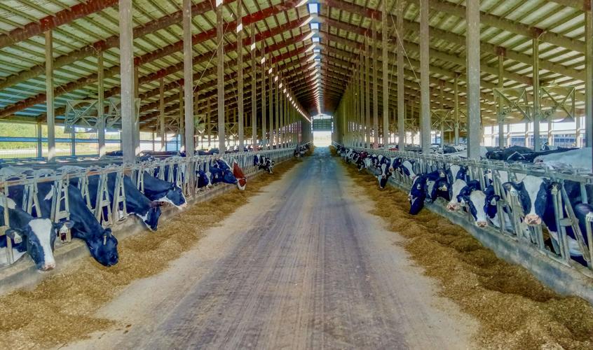Dairy cows in barn