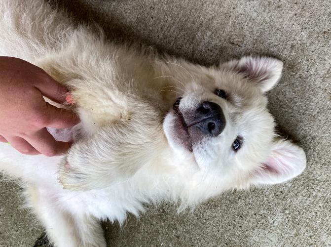 Candid Canine Corner