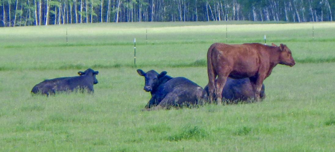 Beef cows