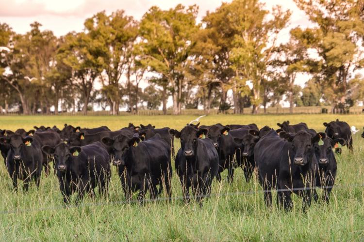 Row of Holsteins At Feeding Time