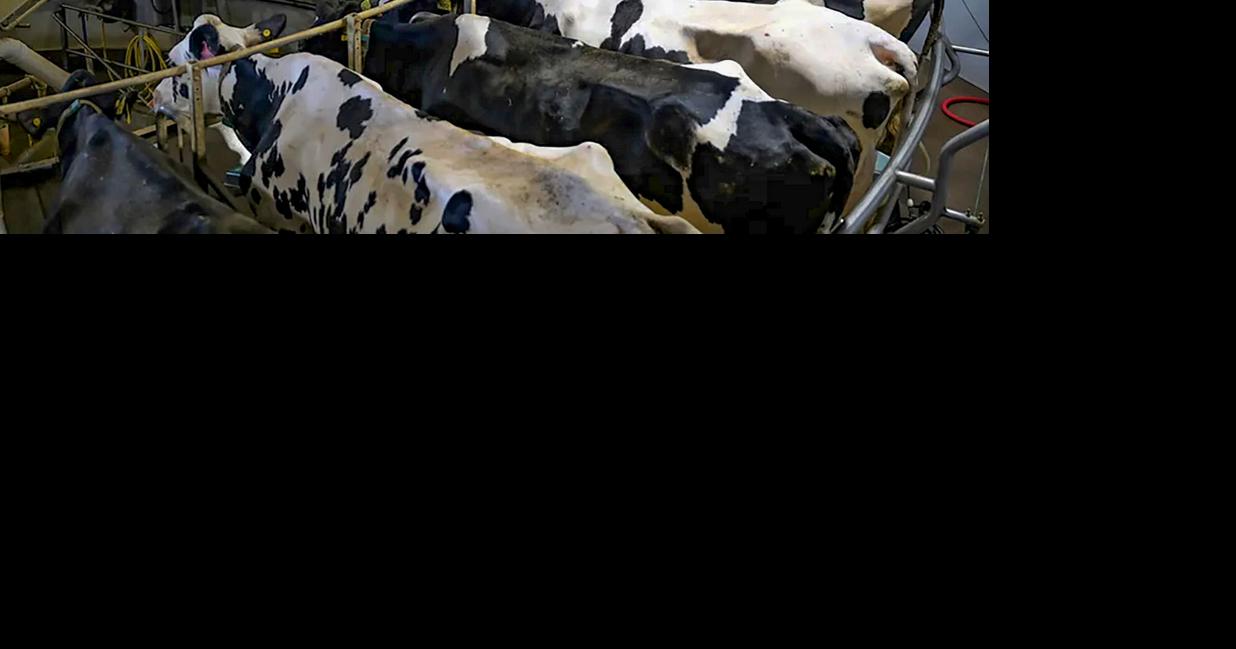 Dairy cows in rotary parlor