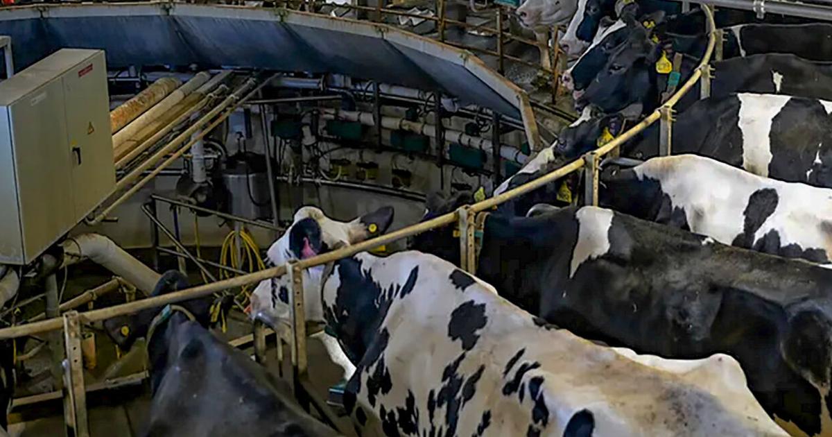 Dairy cows in rotary parlor