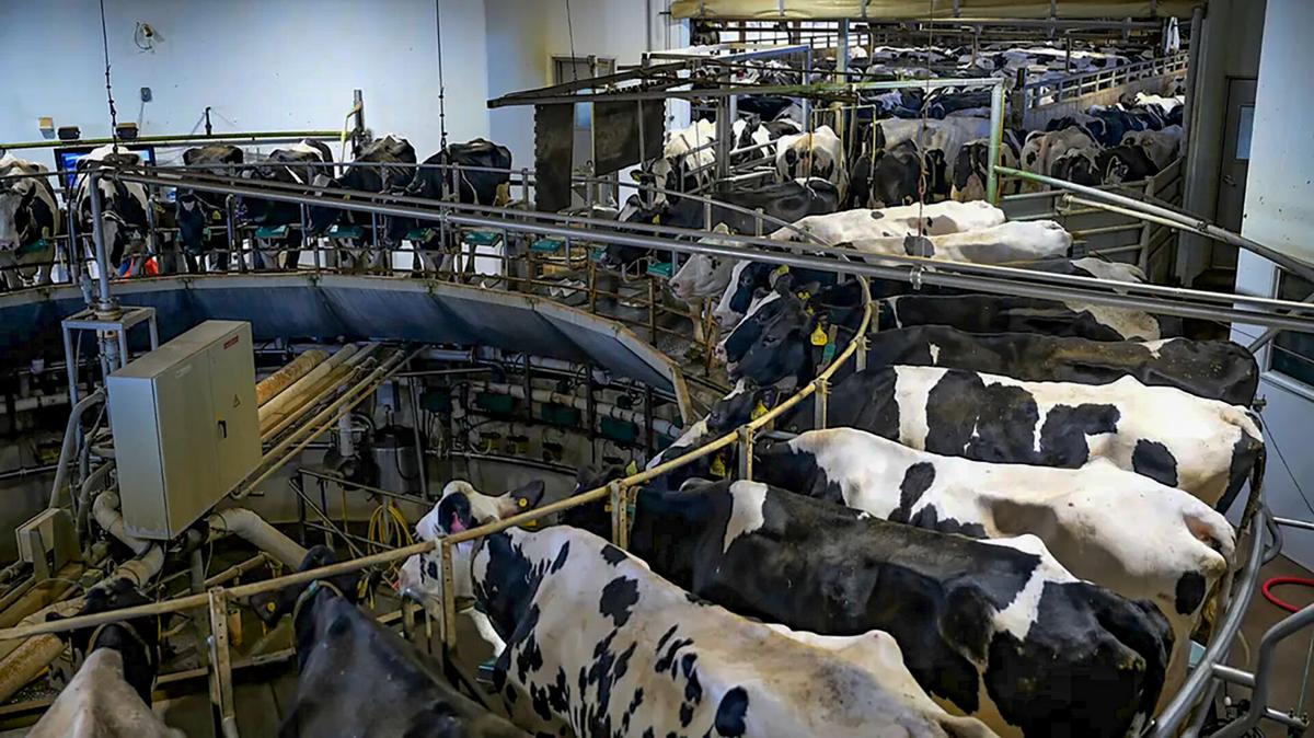 Dairy cows in rotary parlor