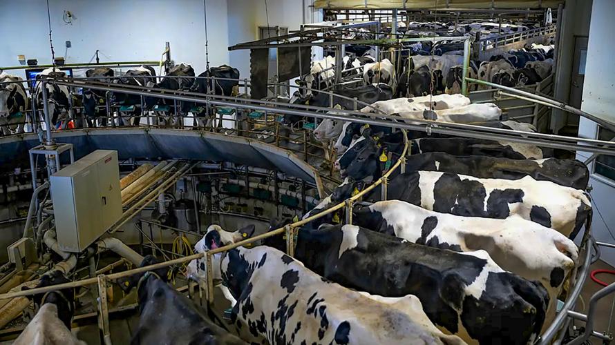 Dairy cows in rotary parlor