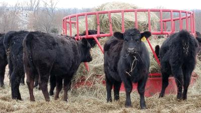 Cattle forage supply