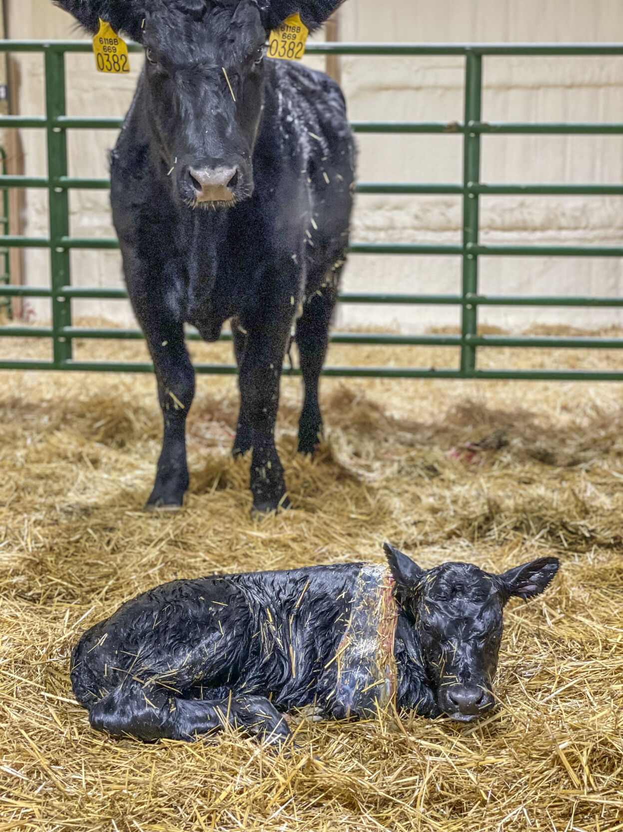Beef cow and calf