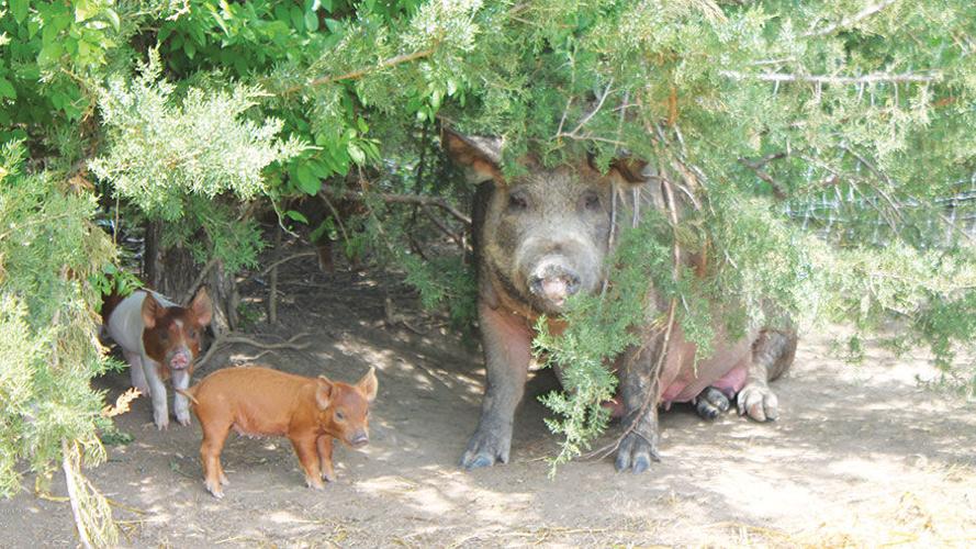a sow and her piglets.