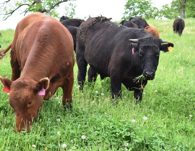 Black Angus and Red Angus cattle grazing