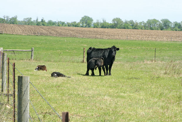 Calves on pasture