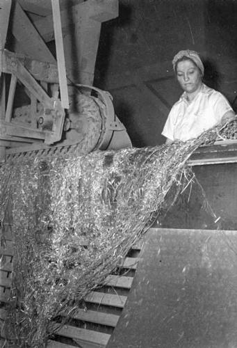 Woman feeds hemp stalks