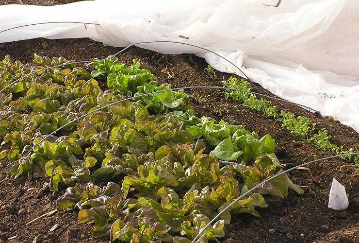 Lettuce