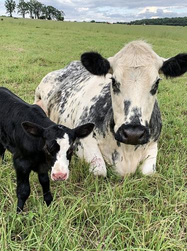 Mom cow and calf